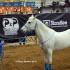 Clinton Anderson in Memphis